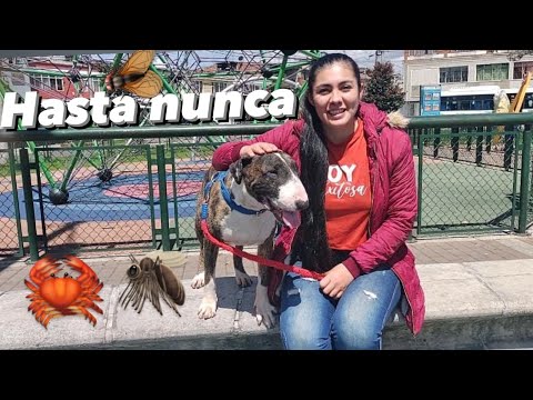 Video: Nuevas Opciones Para Perros Alérgicos »Wiki Ùtil Totalmente Examinado