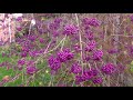 Callicarpa bodinieri var. giraldii 'Profusion' beautyberry 'Profusion'