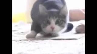 El Gato Wiggle Wigle