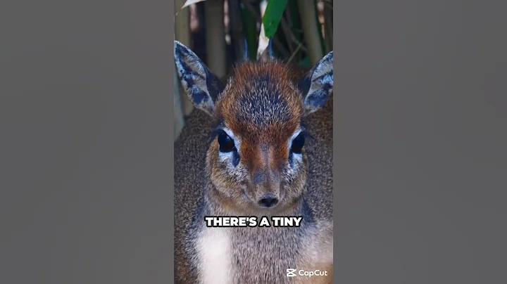 Dik-Dik: The Adorably Tiny Antelope You’ve Never Heard Of! #Dikdik #TinyAnimals #cuteanimals