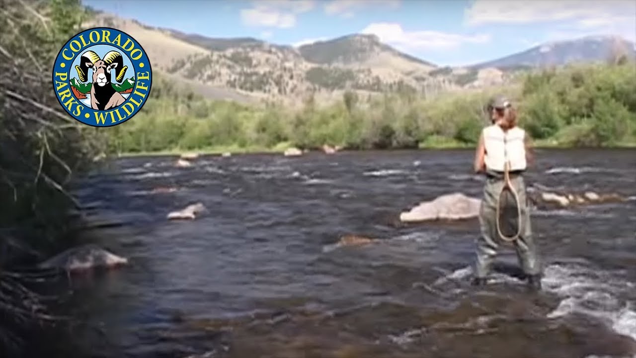 Fly Fishing Colorado - July - Colorado River Cutthroats 