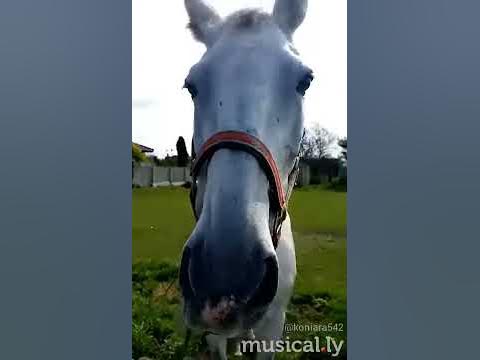 Koniś - YouTube