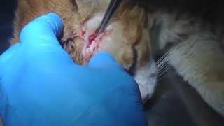 Оперирование кота Рыжика Оперирование кота Рыжика
