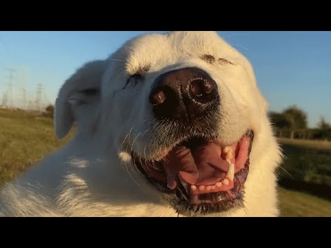 Video: Gammel blindhund dumpet på skjermet måtte bare sette sin tro i den rette personen