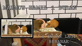 ciri ciri marmut hamil 1 bulanan | guinea pig pregnant 1 month