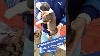 2022 American bully 1 male available location ludhiana punjab age 40 days 6239160084