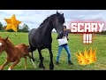 That's scary! That's what Rising Star⭐ and Queen👑Uniek Think! | Names please | Friesian Horses