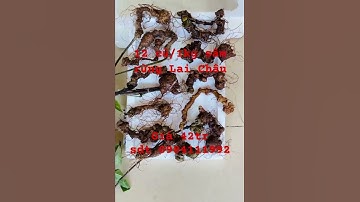 Xuống núi 12 củ/1kg sâm rừng Lai Châu giá siêu tốt 42tr/1kg. Sâm già tuổi dưỡng chất #saponin đầy đủ