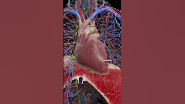 3d Animation Of The Pericardium Meded Anatomy 3dmodel 