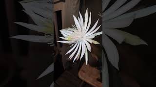 Caught On Camera "The Queen Of The Night" #Plant #life