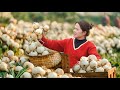 🌱 From Field to Market: The Process of Growing &amp; Harvesting Shallots to Sell at Market!