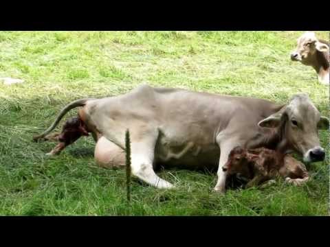 Video: A Two-faced Mutant Calf Was Born - Alternative View