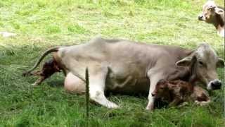 Twin calves birth / Рождение телят-двойняшек Twin calves birth / Рождение телят-двойняшек