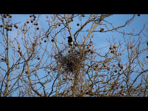 Video: Hoe Een Ekster Zijn Eieren Legt