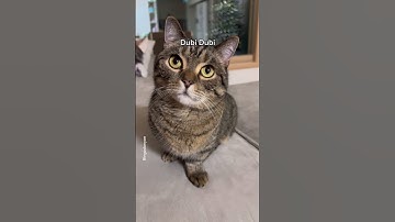 The latest trends in cats! chipi chipi chapa chapa! #shorts #cat #trending