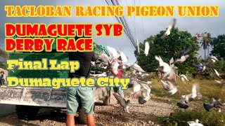 Final Lap Dumaguete City! Tacloban Racing Pigeon Union SYB Derby Race! Congrats To All Winners!