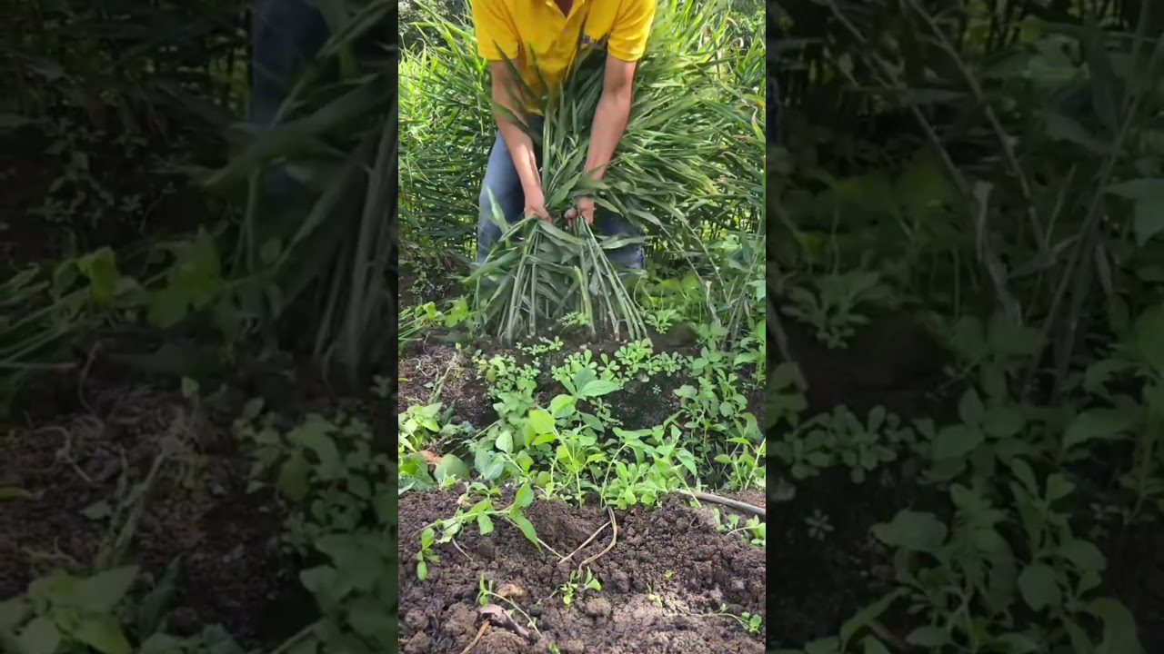 Ginger 🫚#agriculture#rural life#farming#planting #naturallife#garden#Harvesting