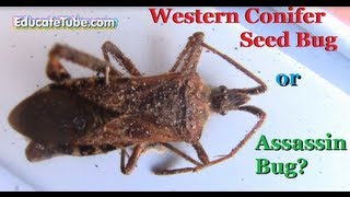 Western Conifer Seed Bug or Assassin Bug with dead bees body parts in an unknown insect nest Western Conifer Seed Bug