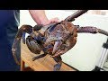 Cuisine de la rue japonaise  crabe de cocotier gigante okinawa japan