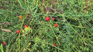 שבטן לבן עם פירות כדוריים אדומים Osyris alba with fruits