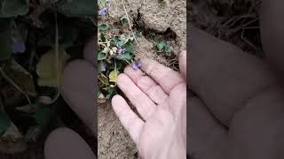 Yenilebilen Otlardan Sakarca Şfet