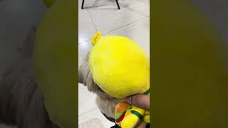 Comprei o famoso Canarinho Pistola do iFood e resolvi entregar para o meu cachorro brincar…