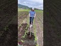 Soil Loosening Tool Farmer Creates Furrows Between Crops