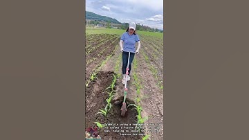 Soil Loosening Tool || Farmer creates furrows between crops