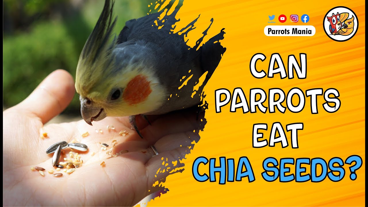 Can parrots eat chia seeds - YouTube