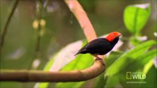 Can&#39;t Touch This Bird (Manakin Bird Dancing)