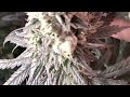 Oops! 😬 Irie, twin peaks and Costal Mary's genetics