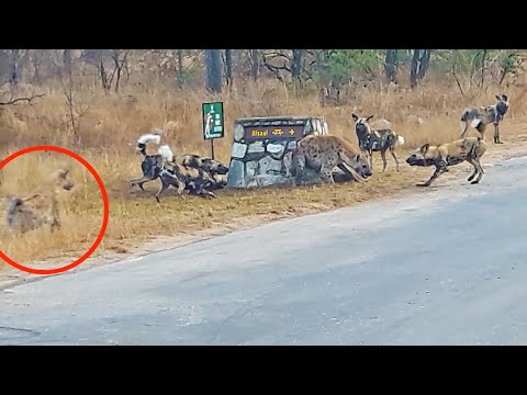 Hyena Cornered by Wild Dogs Calls for Backup!