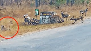 Hyena Cornered by Wild Dogs Calls for Backup!