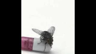 Red Hot Chili Peppers   Brendan's Death Song  Im With You Album Free download