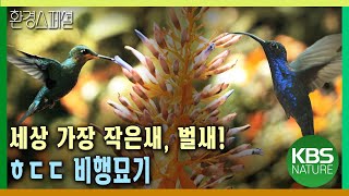 세상에서 가장 작은새, 벌새! 신통방통 비행묘기 [공사창립특집 동물의 건축술_1편 야생의 건축가] / KBS 20100307 방송