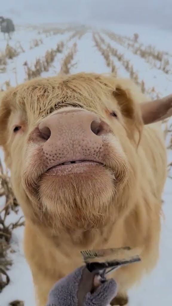 Brushing Out A Sweet Highland Cow || ViralHog