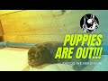 How to whelp puppies  simple guide