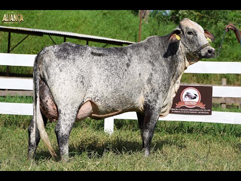 LOTE 9   14º LEILÃO ALIANÇA GENÉTICA LEITEIRA   7856 BW