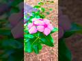 #flowers #leaves #shorts q