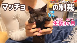 【逮捕】イタズラ子猫がマッチョパパにお仕置きされる映像です。 by すずベルこりん2人のパパ 5,376 views 3 months ago 5 minutes, 21 seconds