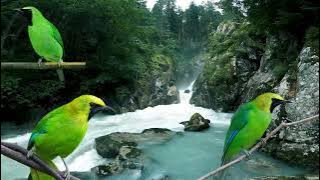 SUARA BURUNG CUCAK RANTING  full 1 jam