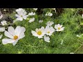 Cosmos Purity Grow From Seed!