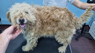 We Gave This Neglected Dog A Free Groom