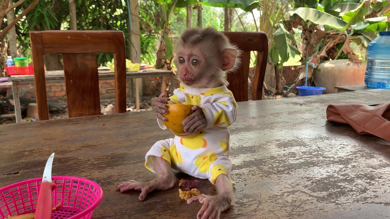 Baby monkey eat fruit so delicious