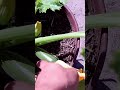 Як виростити кабачок на балконі у квітні