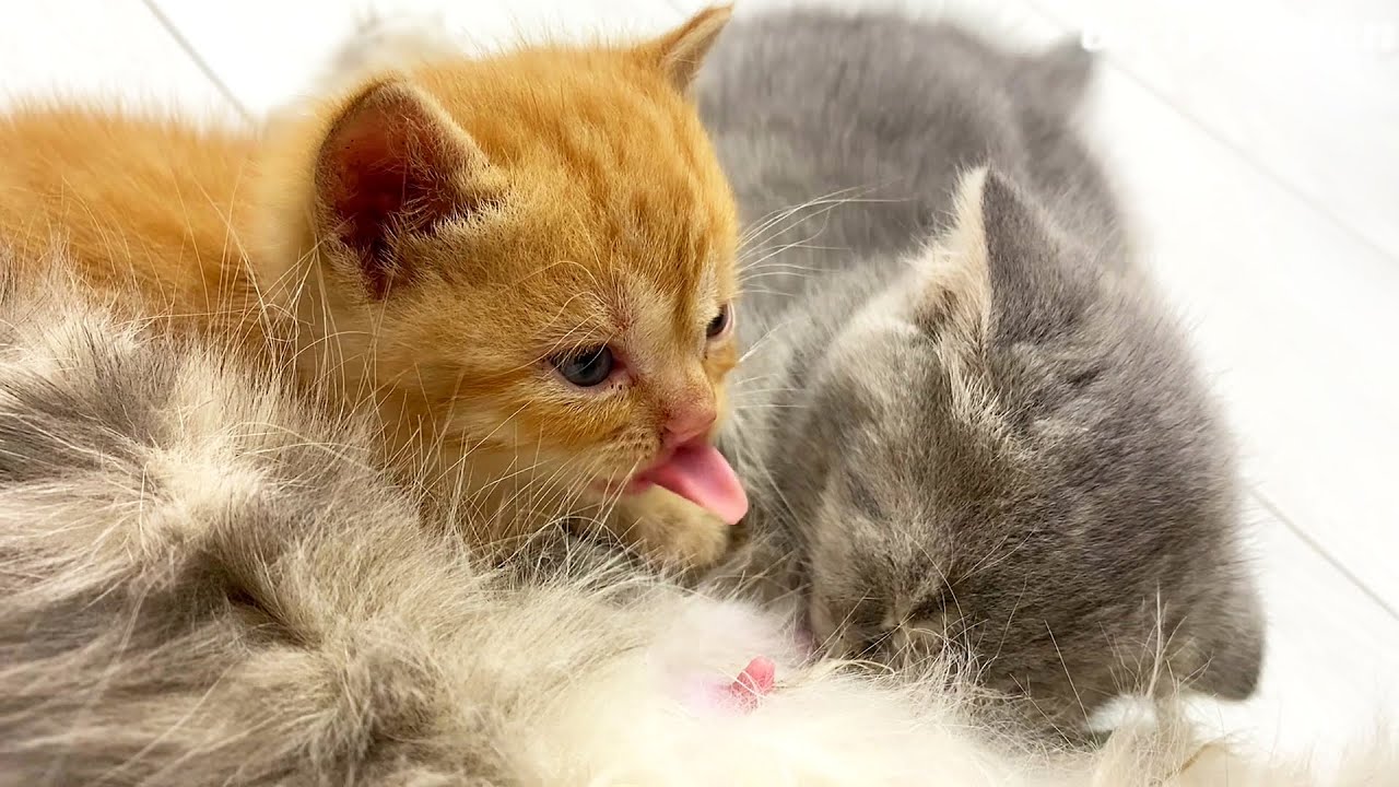Kitty Lick 420