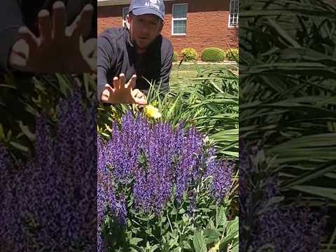 Vídeo: Plantas companheiras para hemerocallis: quais flores plantar no jardim