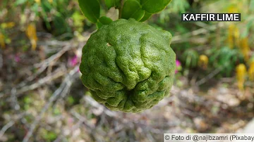 Quali sono gli alberi di agrumi?