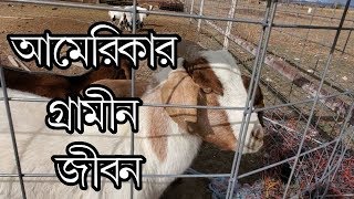আমেরিকার কৃষক আর গ্রামীণ জীবন।। Village Life in America.