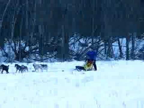 Tammy mushing all by herself